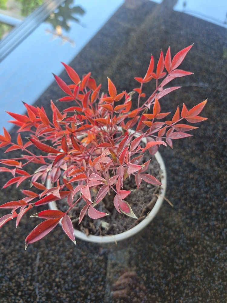 Sacred Bamboo Bonsai