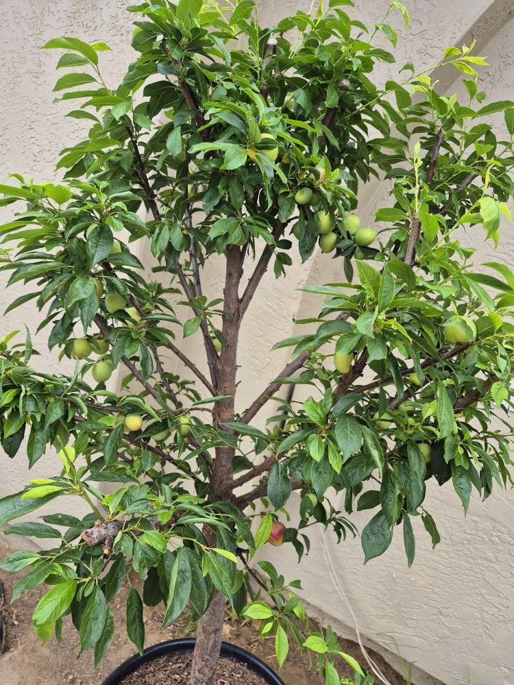 Pluot Tree