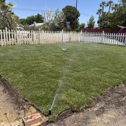 Sod Turf 