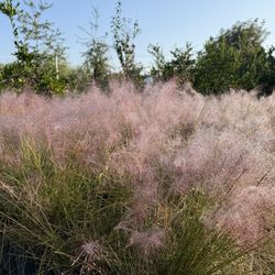 Purple Muhle Grass