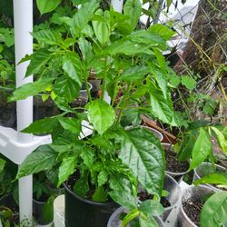 white fatali pepper