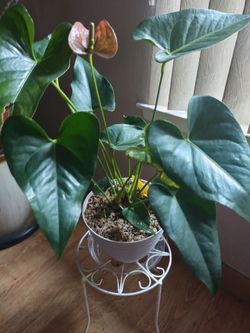 Beautiful Anthurium Plant 🪴🦩