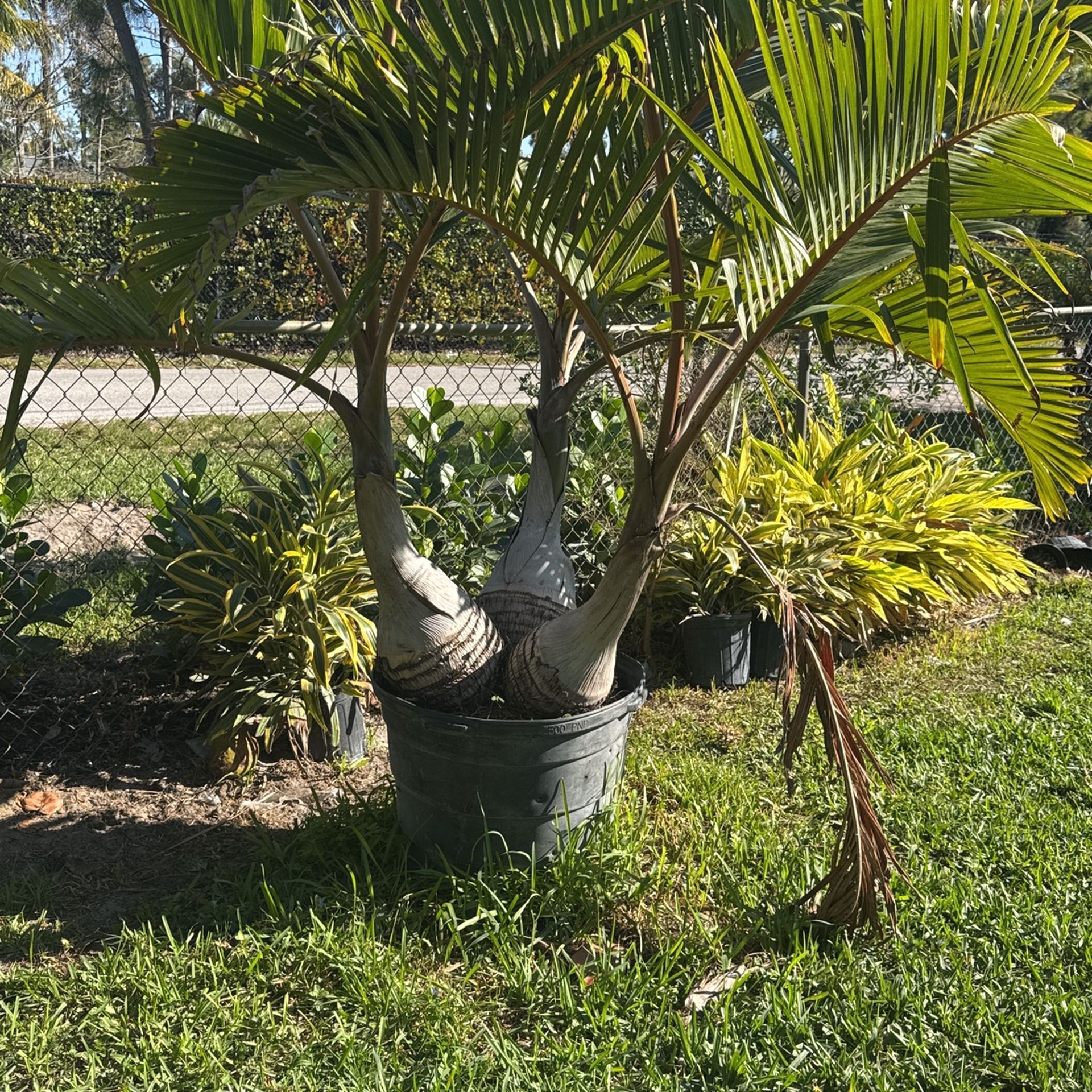 Triple Bottle Palm