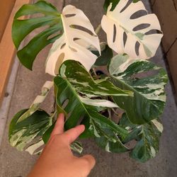 HIGH VARIEGATION Monstera Albo