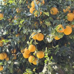 ORO BLANCO GRAPEFRUIT (fruit ready to eat). & MEYER LEMONS
