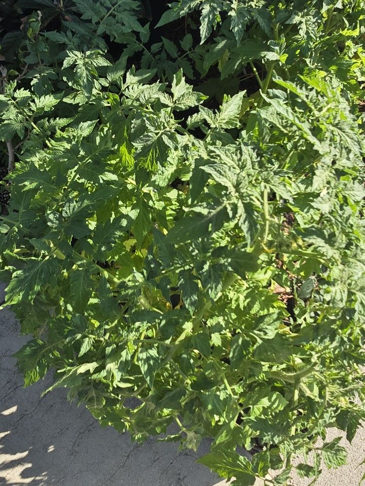 Tomato Plant