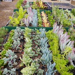 2 inch succulents
