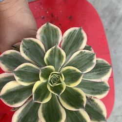 sunbuster Aeonium succulent cutting 
