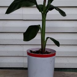 Red Canna Lily 
