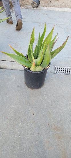 Aloe Vera Plant