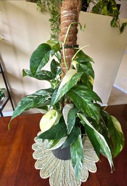 🌿🤍💎Epipremnum Albo on a Support Post🌿💎🤍💚