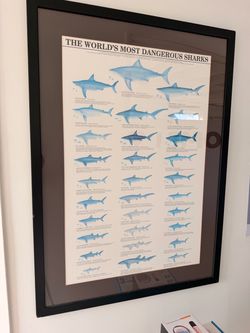 World's Most Dangerous Sharks Framed Poster
