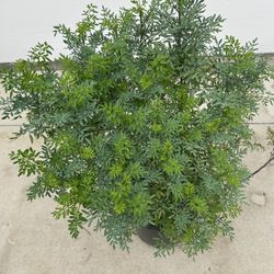 Ruda - Rue Plant 🪴 