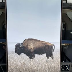 Buffalo portraits