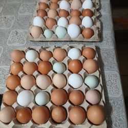 Fresh Eggs  Huevos Frescos