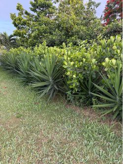 Clusias 7 galones 4-5ft