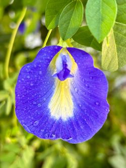 TAKE ALL 10 mix white & blue butterfly pea seedlings  CASH ONLY