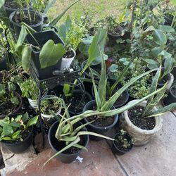 A small amount of this amazing garden collection of plants