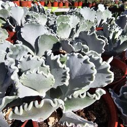 Succulent 