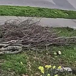 Firewood - Maybe Alder?