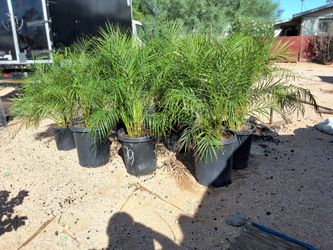 Robellini Palm tree (options read description)