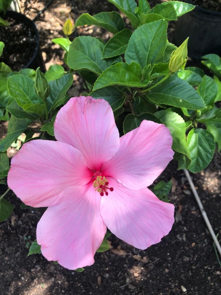 Beautiful pink red eye winged hibiscus live plant