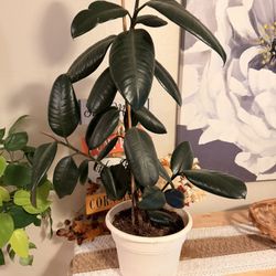 Rubber Fig Plant- 3ft 