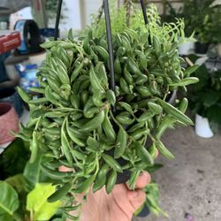 String Of Bananas Plant 