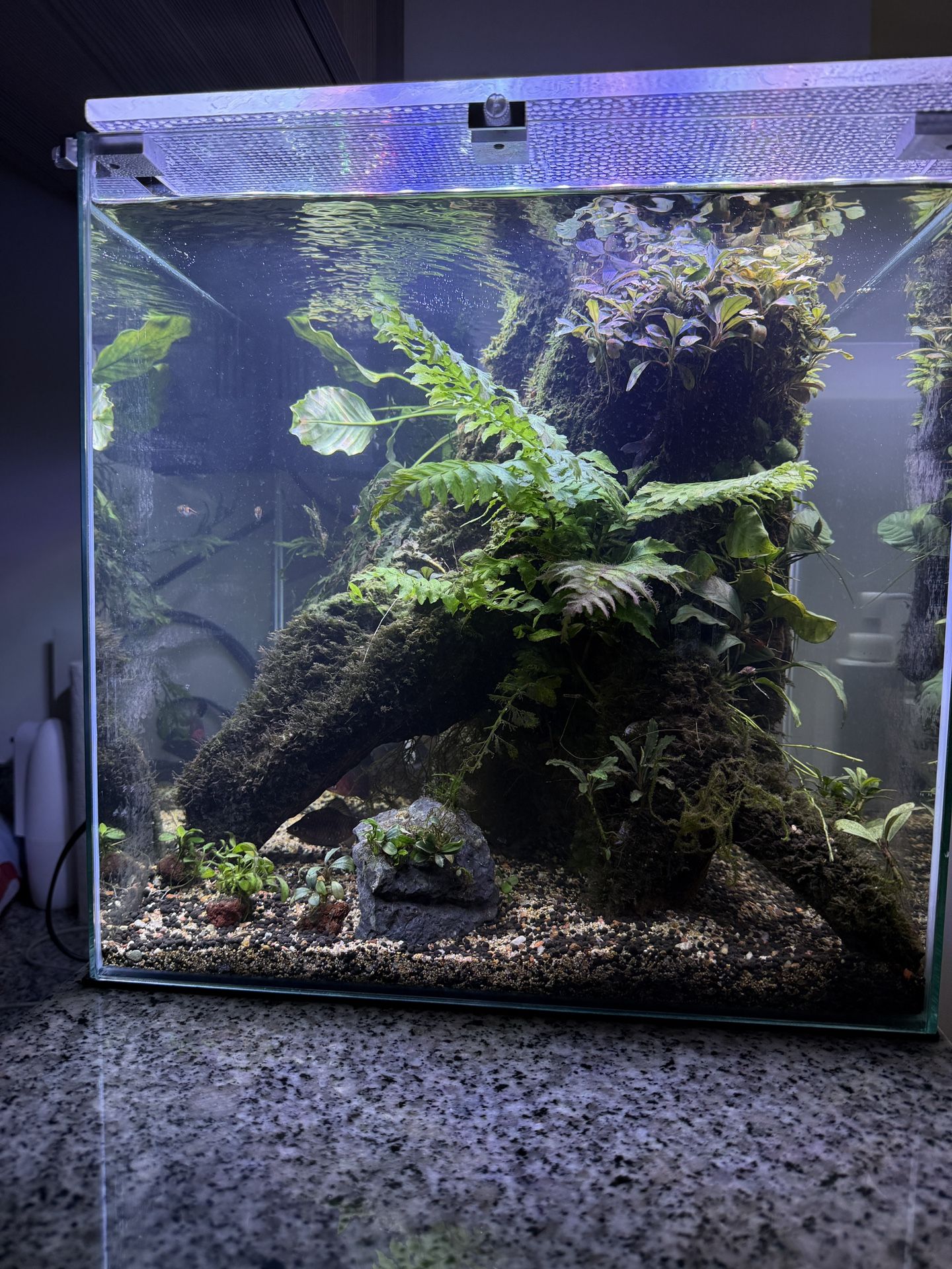 Fresh Water Aquarium 15x15x15