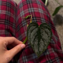Philodendron Brandi ( pick up only )