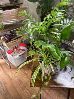 Small palm w/ pothos, spider and some wondering Jew plant 🪴