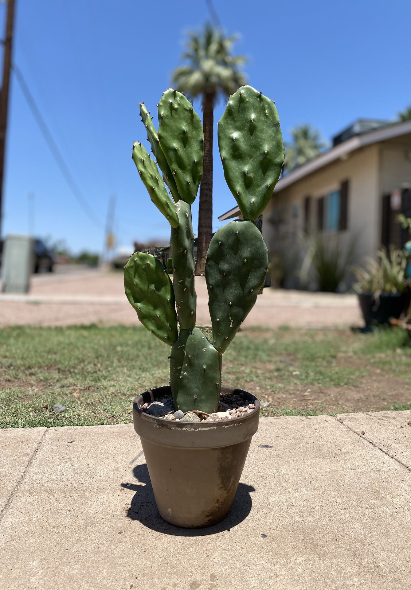 Prickly Pear Cactus Plant