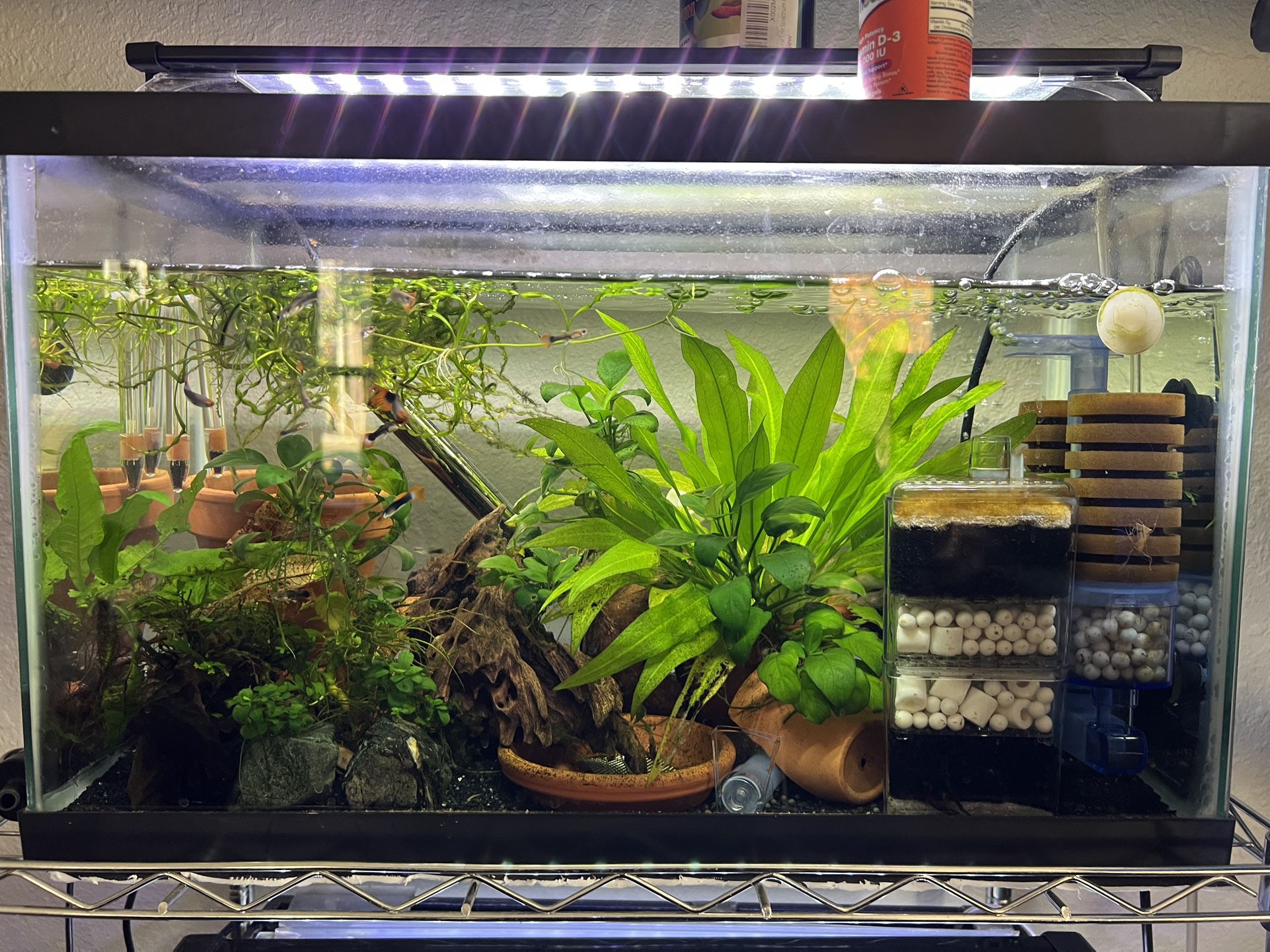 10g Aquarium Setup