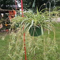 Spider Plant Beautiful And Healthy HANGING BASKETS PLANTS ARRIVED. $14 each
