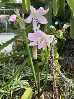 Una Planta Suculenta 