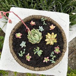 Succulent Basket Full Of Unique Plants 