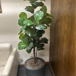 faux fiddle leaf fig plant with Pot 
