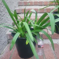 Mature Lily of The Nile Plant in 5-Gal Nursery Pot, Can be divided Up to grow in the Ground