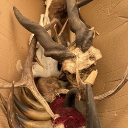 Antlers 