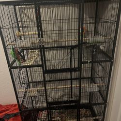 Bird Cage 