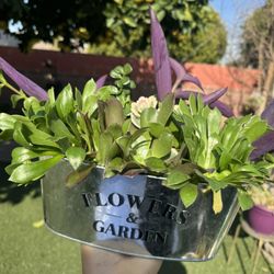 Gorgeous Succulent Plants In Pot 