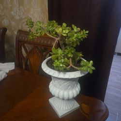 Jade Plant Succulent 