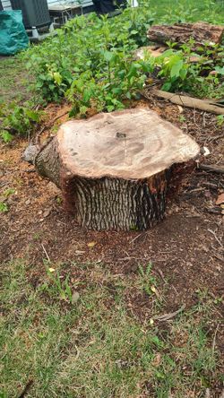 Maple Wood Rounds