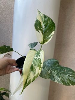 Albo Epi plant