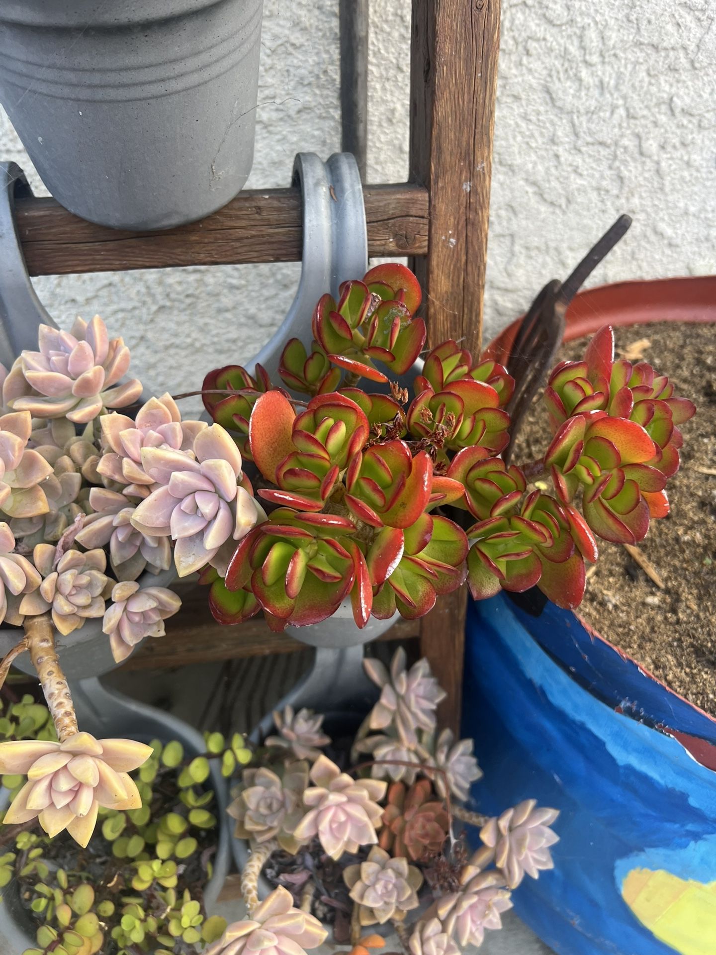 Tea Pot Plant