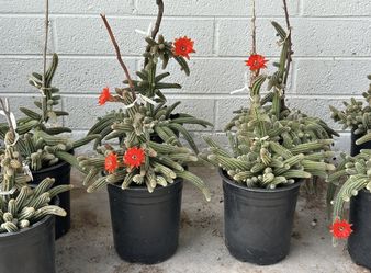 Echinopsis chamaecereus or Rose Quartz Peanut cactus cacti Plant in 1 gallon planter