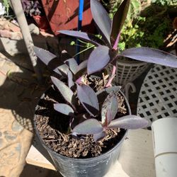 Purple Plant In 2 Gallon Container.