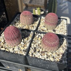 Rainbow cactus • Plant