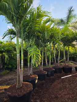 Christmas palms satring $75 Instant privacy Hedge and decoration