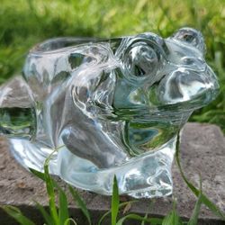 glass frog